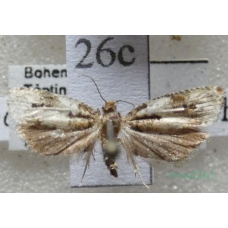 Gypsonoma sociana (Haworth, 1811) Czech26c